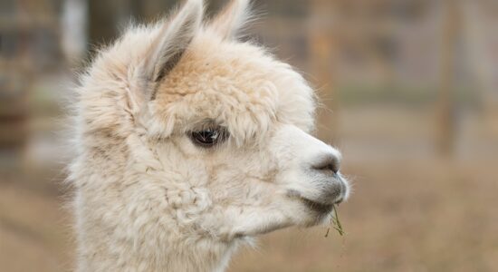 alpaca