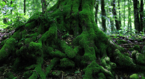 Amazzonia