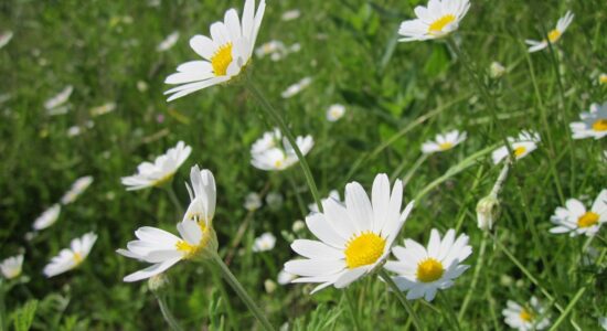 anthemis arvensis