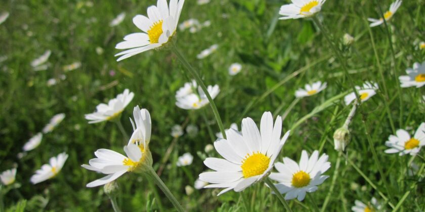 anthemis arvensis