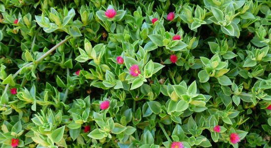 aptenia cordifolia