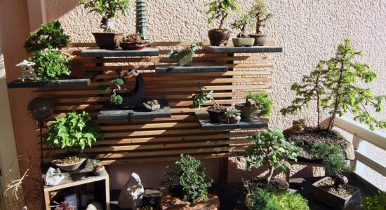 bonsai