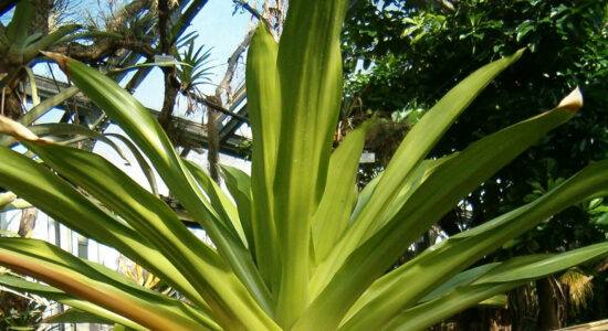 brocchinia