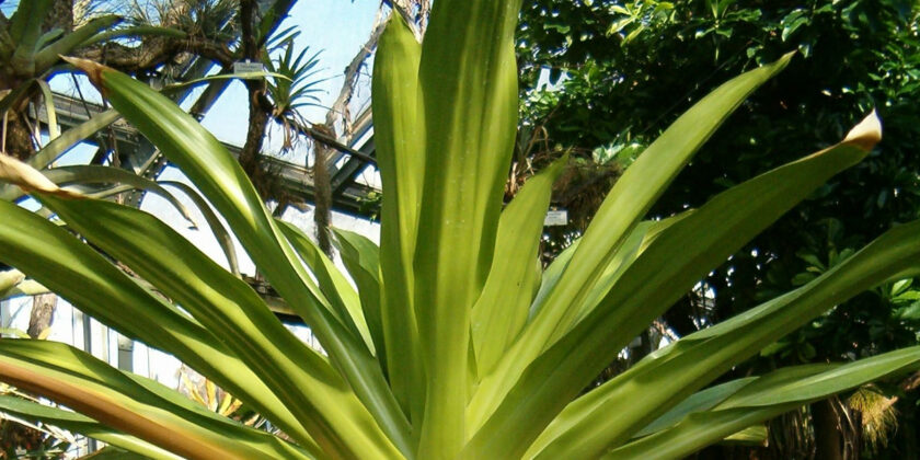 brocchinia