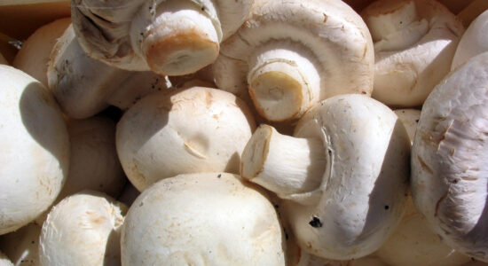 champignon