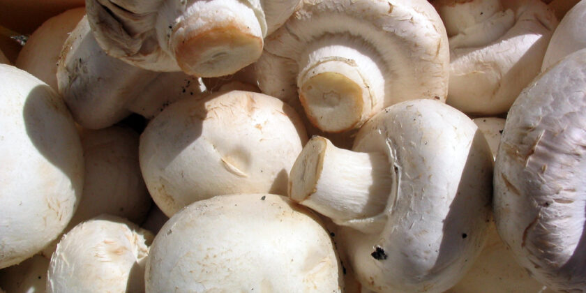 champignon