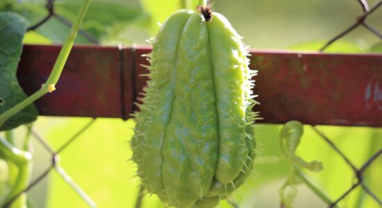 chayote