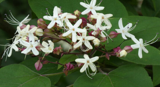 clerodendro