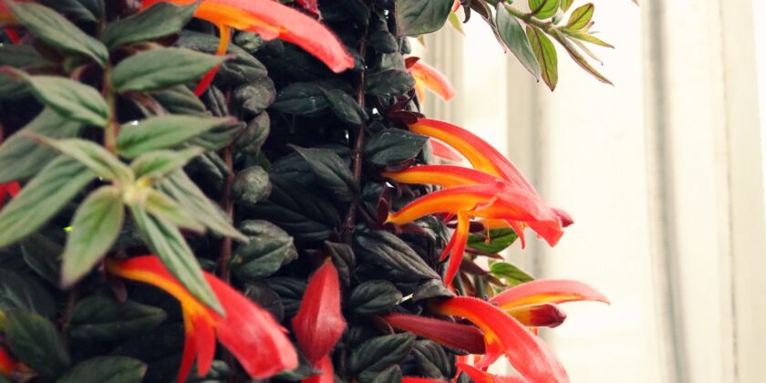 columnea