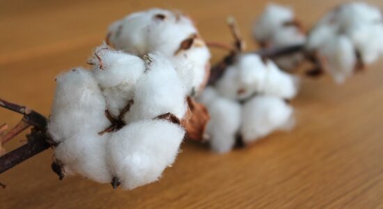 cotone