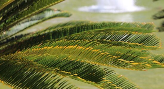 cycas