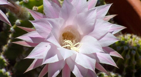 echinopsis