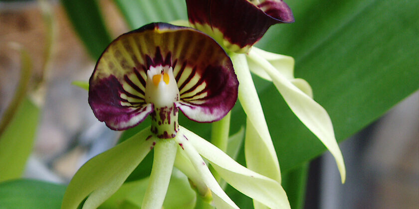 encyclia cochleata