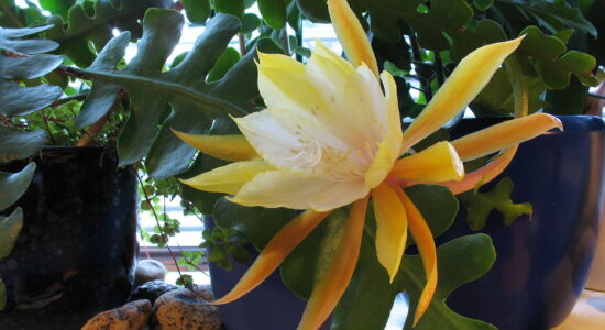 epiphyllum anguiliger, pianta