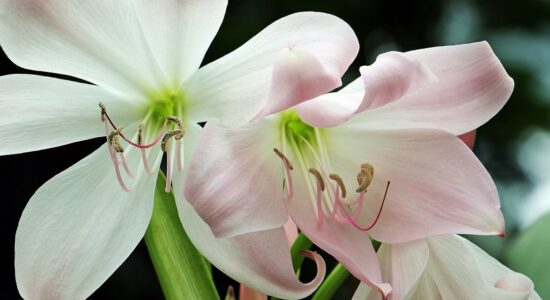 fiore di Amaryllis