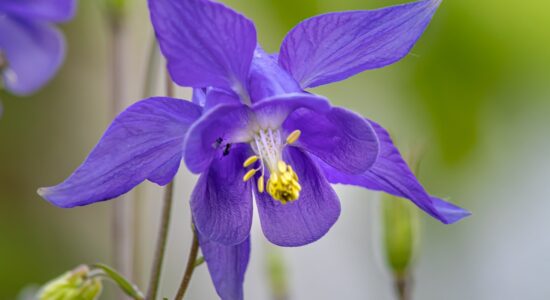 fiore di Aquilegia