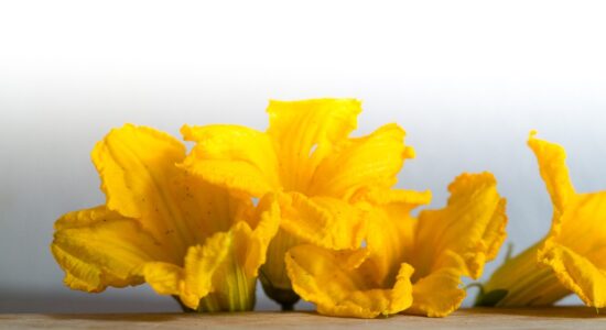 fiori di zucca