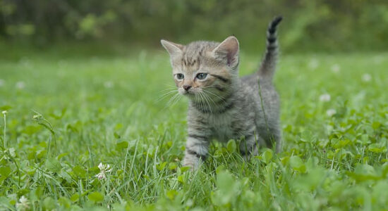 gatto
