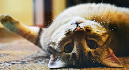 gatto su tappeto