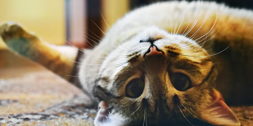 gatto su tappeto
