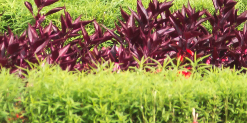 giardino