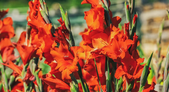 gladioli