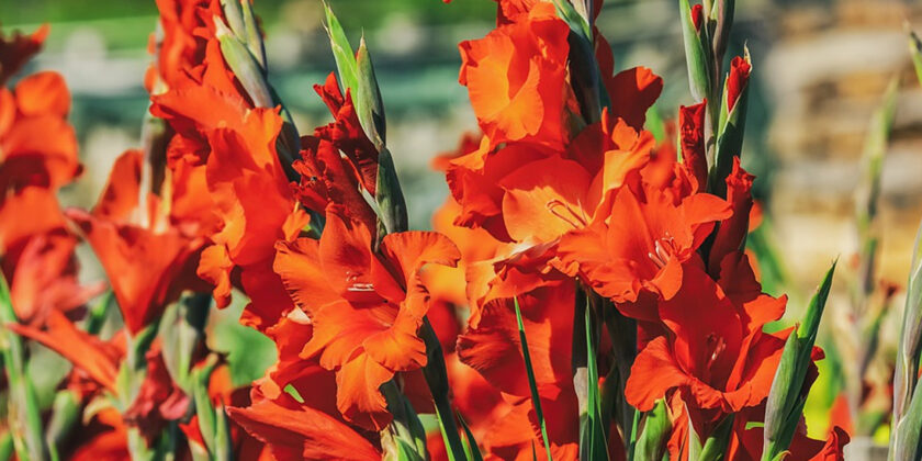 gladioli