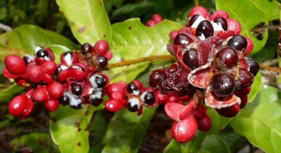 guarana