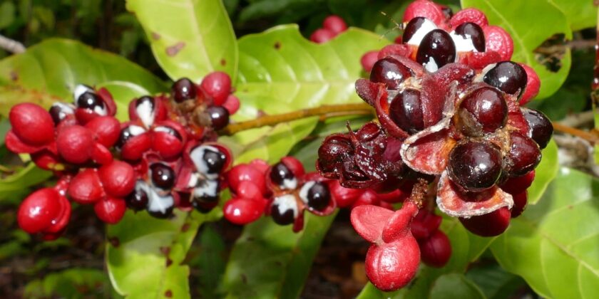 guarana