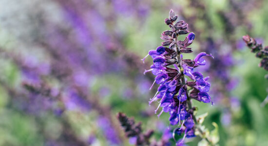 lavanda