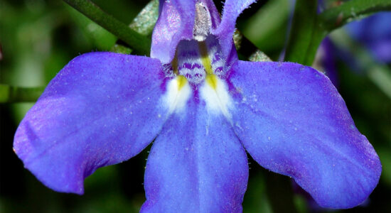 lobelia