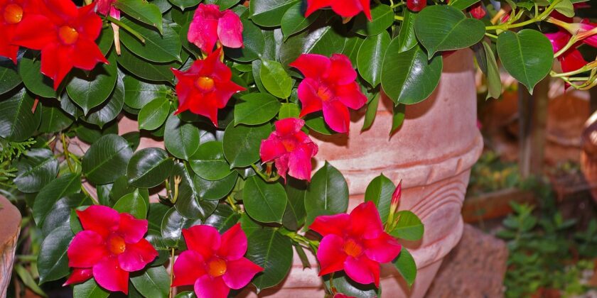 mandevilla