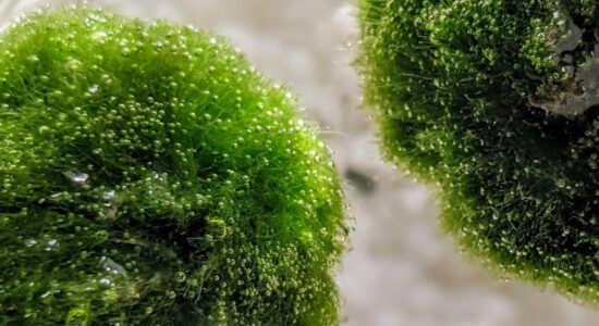 marimo