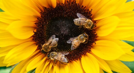 miele di girasole