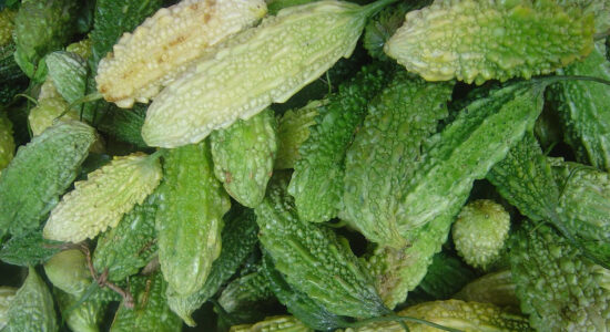 momordica charantia