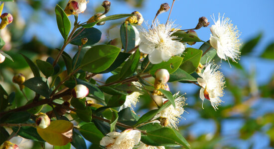 myrtus communis