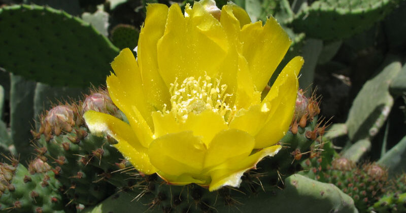 opunzia