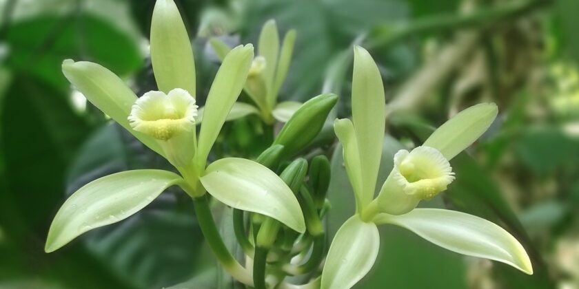 orchidea