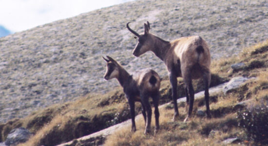 Parco Nazionale del Gran Paradiso