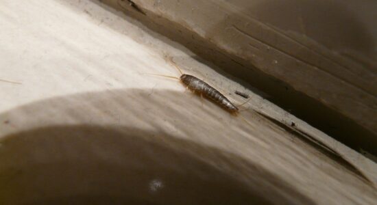 pesciolini argento insetti