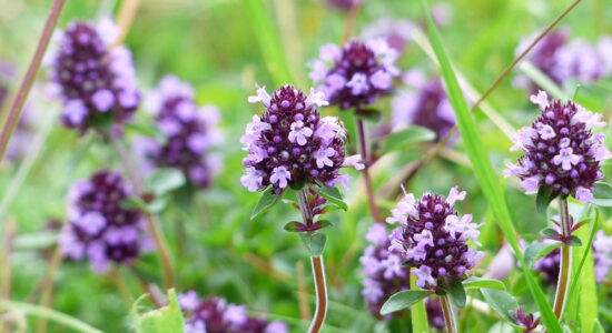 pianta aromatica