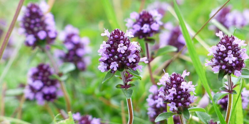 pianta aromatica