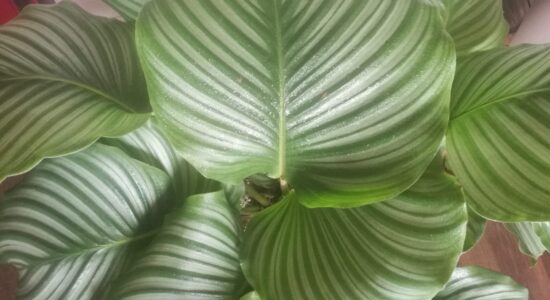pianta calathea