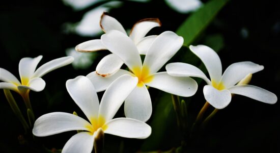 pianta di plumeria