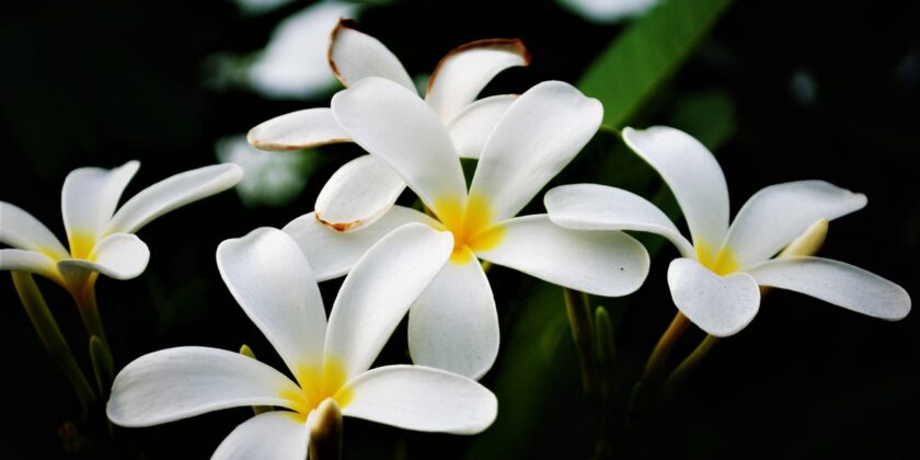 pianta di plumeria