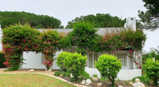 piante da giardino