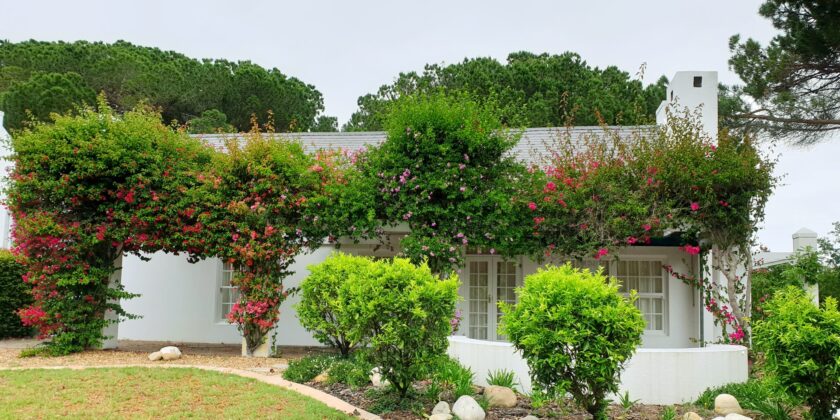 piante da giardino