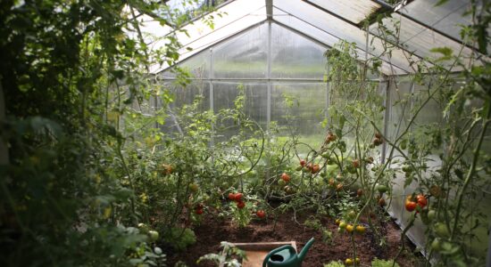 piante di pomodoro