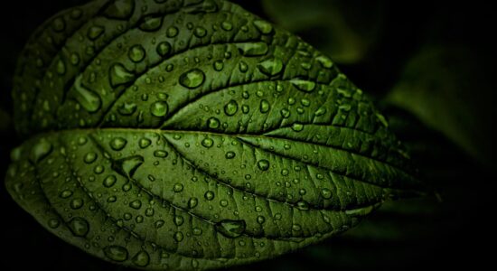 piante pioggia