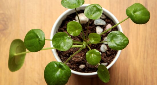 pilea